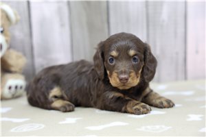 Everleigh - puppy for sale