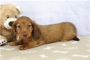 Kipling - Mini Dachshund for sale