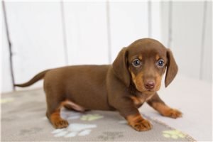Icarus - Dachshund for sale