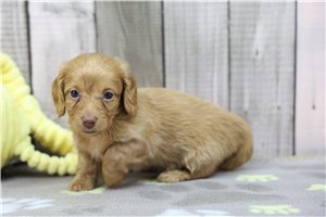 Keturah - puppy for sale