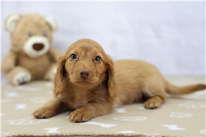 Krystal - Dachshund, Mini for sale