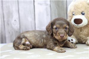 Easton - Dachshund, Tweenie for sale