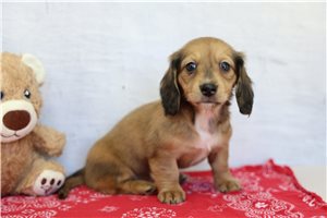Marie - Dachshund, Mini for sale