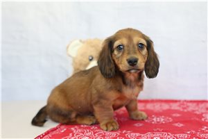 Marrone - Dachshund, Mini for sale
