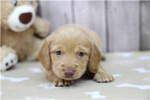 Kurtis - Dachshund, Tweenie for sale