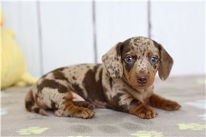 Iggy - Dachshund for sale