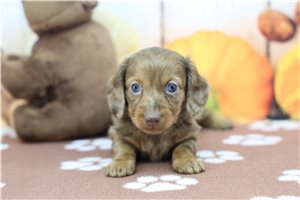 Natoya - puppy for sale