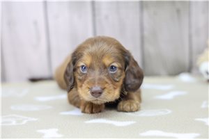 Klaus - puppy for sale