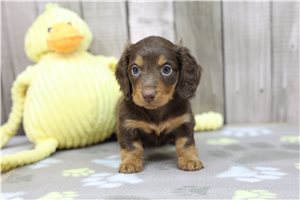 Khora - Mini Dachshund for sale