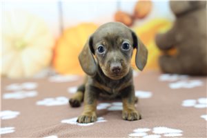 Natasha - Mini Dachshund for sale