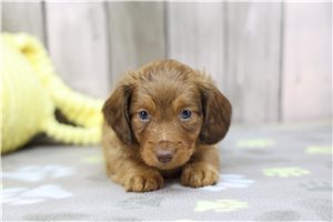 Kipling - puppy for sale