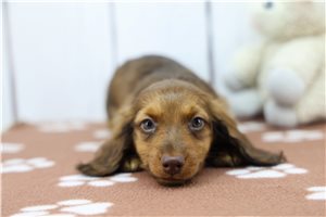 Figaro - puppy for sale