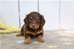 Georgia - Dachshund, Mini for sale