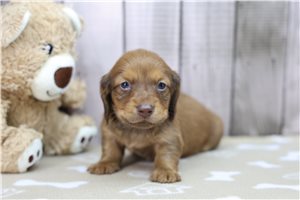 Kaleb - Dachshund, Tweenie for sale