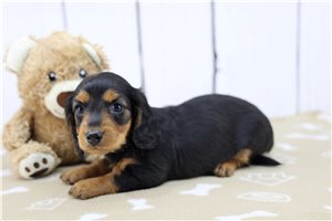 June - Dachshund, Mini for sale