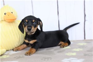 Irving - Dachshund for sale