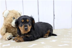 Eeyore - Dachshund, Mini for sale