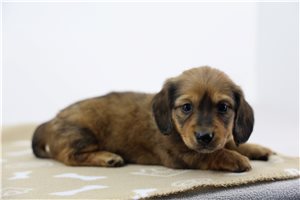 Marrone - Dachshund, Mini for sale