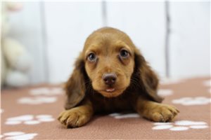 Forrest - puppy for sale