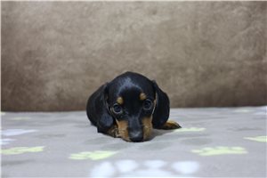 Larissa - puppy for sale
