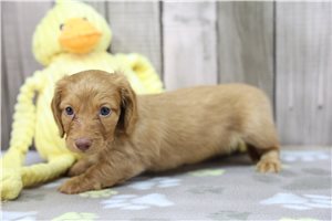 Kenna - puppy for sale