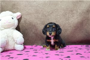 Laika - puppy for sale