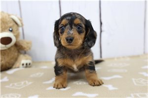 Jillian - puppy for sale