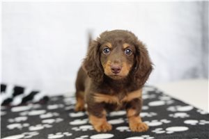 Georgia - Dachshund, Mini for sale