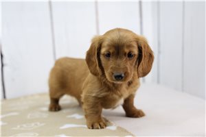 James - puppy for sale