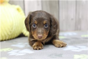 Kingston - Mini Dachshund for sale