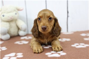 Ferdinand - puppy for sale