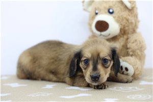 Marie - Dachshund, Mini for sale