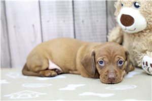 Koen - Dachshund, Tweenie for sale
