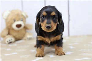 Johnny - puppy for sale