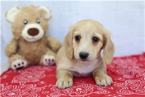 Marlon - Dachshund, Mini for sale