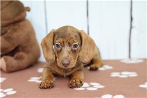 Dimples - Dachshund, Mini for sale