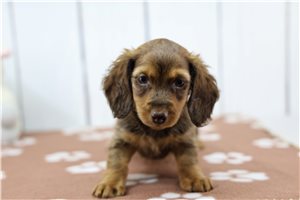 Freya - Dachshund, Mini for sale