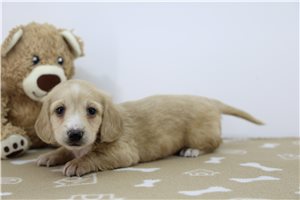 Marlon - Dachshund, Mini for sale