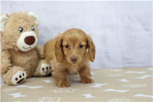 Keturah - Mini Dachshund for sale
