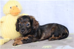 Pepper - Dachshund, Mini for sale