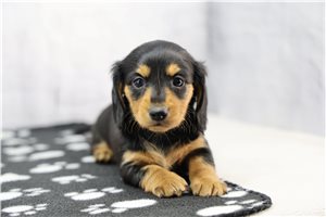 Zuri - puppy for sale