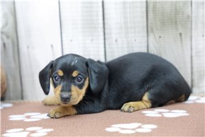 Elsie - puppy for sale