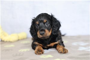 Penny - Dachshund for sale