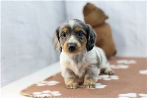 Kyra - puppy for sale