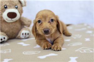Beck - Dachshund for sale