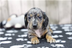 Dora - Dachshund for sale