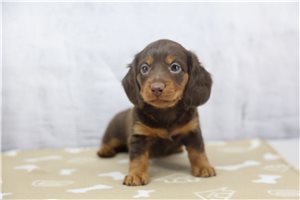 Dimsey - Mini Dachshund for sale