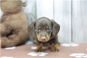 Everett - Dachshund for sale