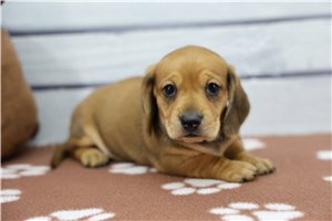 Sullivan - puppy for sale