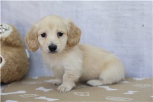 Beauty - Dachshund for sale